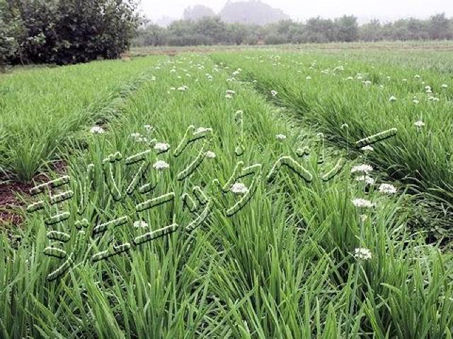 ☆彡送料無料◇苗20本◇無限 新戒・成塚ニラ ふかや産 < ペット/手芸/園芸 ☆彡送料無料◇苗20本◇無限 新戒・成塚ニラ ふかや産 < ペット/手芸/園芸の