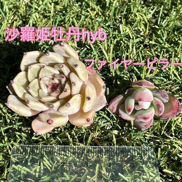 �����P���Ohyb �t�@�C���[�s���[ �J�b�g�c ���� �����A�� �؍��c  �� �y�b�g/��|/���|�� 