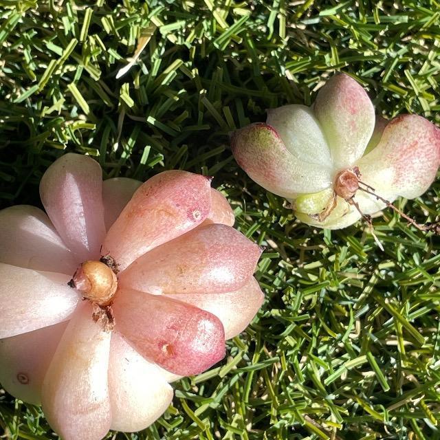 �����P���Ohyb �t�@�C���[�s���[ �J�b�g�c ���� �����A�� �؍��c �� �y�b�g/��|/���|�� 