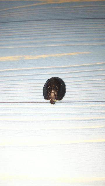 危険生物大百科恐怖の牙2アリゲーター付属品カメフィギュアのみドールハウスリカちゃんシルバニアにもガチャガチャガシャポンカプセルトイ < ホビー  危険生物大百科恐怖の牙2アリゲーター付属品カメフィギュアのみドールハウスリカちゃんシルバニアにもガチャガチャガシャポンカプセルトイ < ホビーの