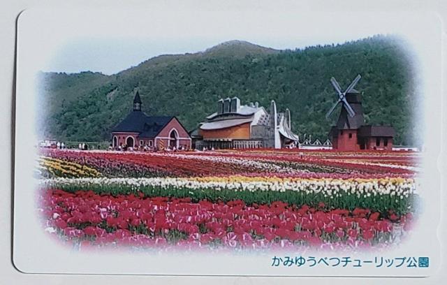 北海道 かみゆうべつチューリップ公園 < ホビー  北海道 かみゆうべつチューリップ公園  < ホビーの