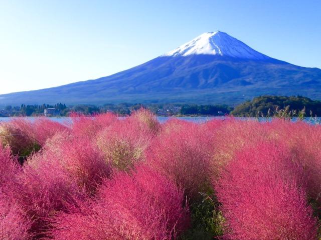世界遺産 富士山とコキア3 写真 A4又は2L版 額付き < ホビー  世界遺産 富士山とコキア3 写真 A4又は2L版 額付き  < ホビーの