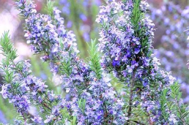 �V�R���[�Y�}���[�Ԏ�R�O���{�V�R�}���[�S�[���h�Ԏ�v���[���g�{�S�������z���ł��_(^o^)�^  �� �y�b�g/��|/���|�� 