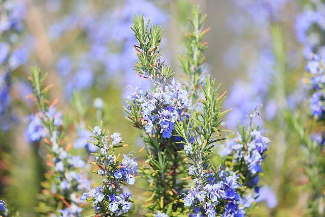 �V�R���[�Y�}���[�Ԏ�R�O���{�V�R�}���[�S�[���h�Ԏ�v���[���g�{�S�������z���ł��_(^o^)�^ �� �y�b�g/��|/���|�� 