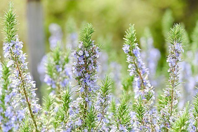 �V�R���[�Y�}���[�Ԏ�R�O���{�V�R�}���[�S�[���h�Ԏ�v���[���g�{�S�������z���ł��_(^o^)�^ �� �y�b�g/��|/���|�� 