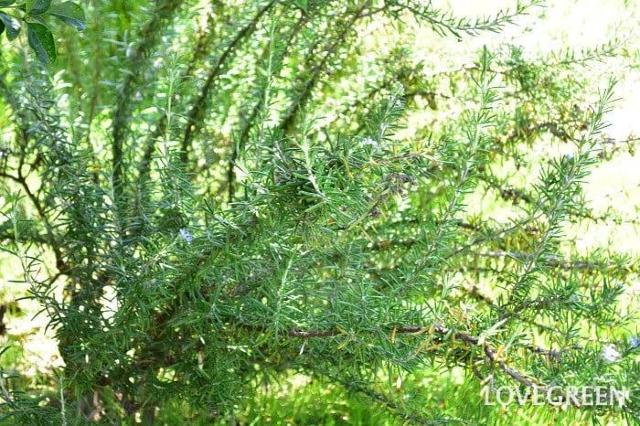 �V�R���[�Y�}���[�Ԏ�R�O���{�V�R�}���[�S�[���h�Ԏ�v���[���g�{�S�������z���ł��_(^o^)�^ �� �y�b�g/��|/���|�� 