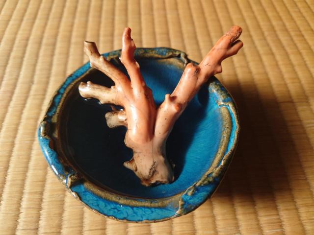 天然 日本産 桃色珊瑚 (ももいろさんご) < ホビー 天然 日本産 桃色珊瑚 (ももいろさんご) < ホビーの