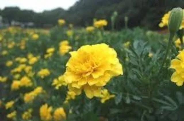 ミントの抜き苗5株+マリーゴールド花種+選べる粗品+全国匿名送料無料です\(^o^)/ < ペット/手芸/園芸  ミントの抜き苗5株+マリーゴールド花種+選べる粗品+全国匿名送料無料です\(^o^)/ < ペット/手芸/園芸の