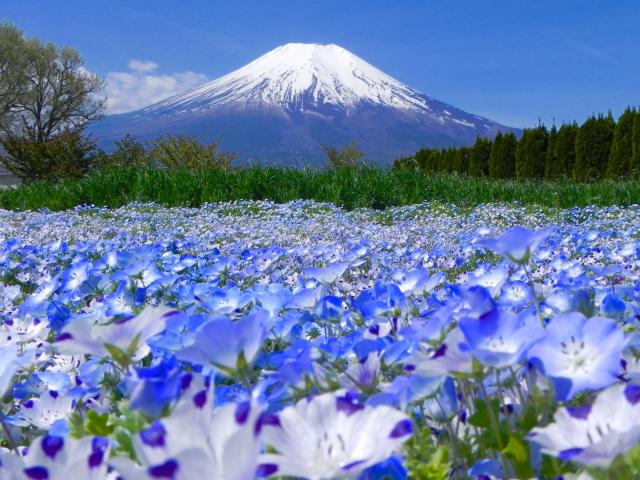 世界遺産 富士山写真 ポストカード 5枚セット(厚さ、厚手 0.26mm) < ホビー  世界遺産 富士山写真 ポストカード 5枚セット(厚さ、厚手 0.26mm) < ホビーの