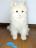 リアル 美品 動く 鳴く 等身大 バーチャルペット ロボット おもちゃ ねこ 猫 ネコ ぬいぐるみ 人形 白猫 ペルシャ猫