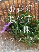 �P�t�e�̋����c�P�T���Z�b�g�{���S���S�����z���ł��_(^o^)�^