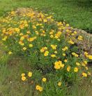 ��Ԃ̉Ԏ�A��ʂT�O�O���A���Ԕ��p�b�N�{���S���S�����z���ł��_(^o^)�^