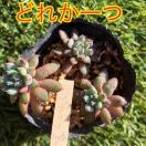 �����f���[hyb �P�c ��z�� �����c ���c �����f���[��z ���傢���P ����