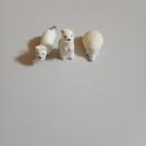 VNvlbg@tBMA@IRW@nlY~