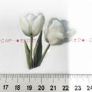 �`���[���b�v�̃R���[�W���V�[���@337