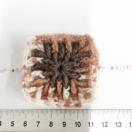 5*�n���h���C�h*�ю��̃O���j�[�X�N�G�A���`�[�t�@���ۉ敗�@28