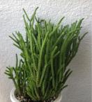 多肉植物 若緑 10カット