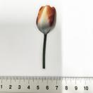 ���X�g��`���[���b�v�̃R���[�W���V�[���@375