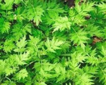 �V�R�����������A���T�C�Y�R�p�b�N�{���S���S�����z���ł��_(^o^)�^