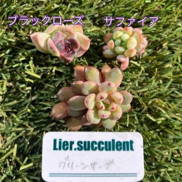 �O���[���T�[�u �u���b�N���[�Y �T�t�@�C�A ���� �����A�� �J�b�g�c �~�j�c