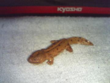 t^  {̓1        IITVEEI  nUP