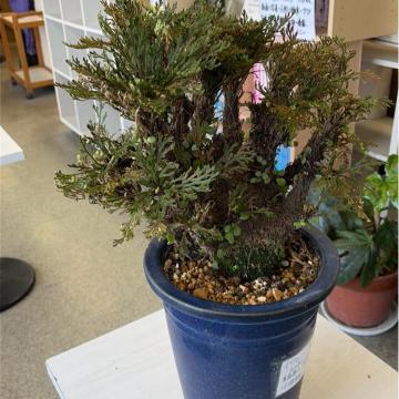 �C���q�o ( �⏼)    �����������Y   ���{�ō����i  �U�Ocm?? �S�Ocm   �����̓������������A�����l����