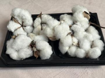 �ȉ� �R�b�g���t�����[ �� 11�� �z���C�g�R�b�g���̃h���C�t�����[�@��t��