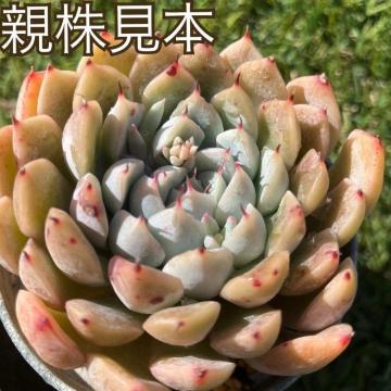 �Ԍ���~���܃U���S�[�T ���c �����c �t�}���c ��z�c ���� �����A�� 2�c