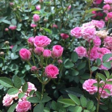 �����A�~�j�o���̉Ԏ�R�O���{���S���S�����z���ł��_(^o^)�^