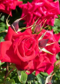 �����A�ԃo���̉Ԏ�R�O���{���S���S�����z���ł��_(^o^)�^