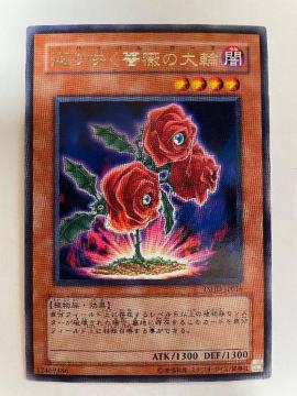 遊戯王【返り咲く薔薇の大輪】