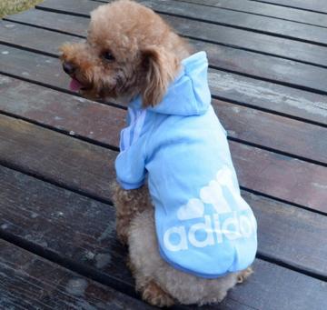 adidog Nуp[J[ L Cgu[Vi `5kg