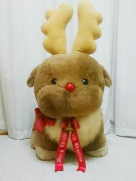 100cm  BIG G~I `j[[h giJC ʂ