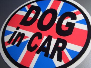 DOG in CARCMXXebJ[Ă܂IV[