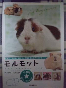 モルモット飼い方上手になれる!