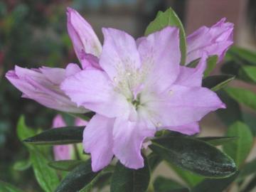 �c�c�W�y�M�w�l�i�L�t�W���j�z12cm�|�b�g