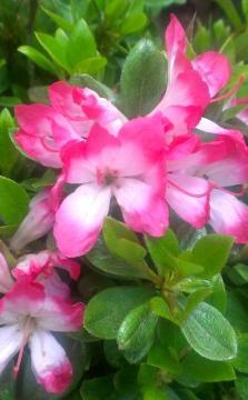 �v���ăc�c�W�y���g�i�N�`�x�j�j�z12cm�|�b�g