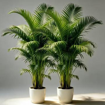 �����X���i1290�~���S�V�[���Ή��l�H���V�̖؁i1�{�j�b���A���ȗt�����N���V�b�N�ȐA���`��ŁA���V�̎��R�Ȑ������Č�