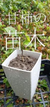 �L�@�͔|�A�����A�Ê`�̕c�؁A�P�N���P���{�}���[�S�[���h�Ԏ�{���S���S�̓����z���ł��_(^o^)�^