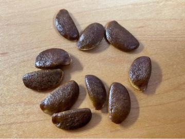 �M�B���I ���������`�̎�10���I�@�n���ƊÂ��Ĕ��������I