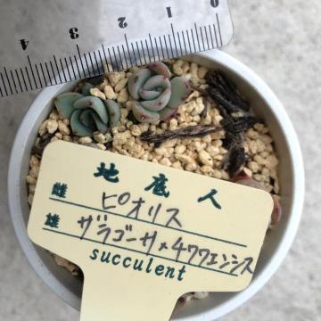 sIX~(US[T~`GVX)  蔭 nl