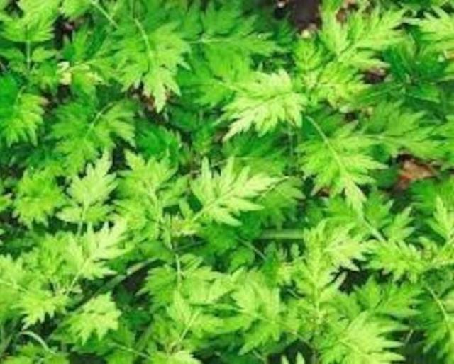 �V�R�����������A���T�C�Y�R�p�b�N�{���S���S�����z���ł��_(^o^)�^  �� �y�b�g/��|/���|�� 