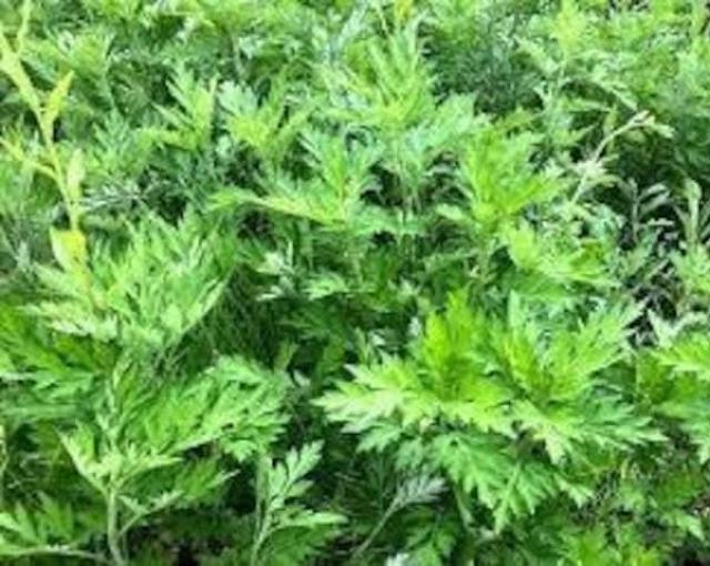 �V�R�����������A���T�C�Y�R�p�b�N�{���S���S�����z���ł��_(^o^)�^ �� �y�b�g/��|/���|�� 