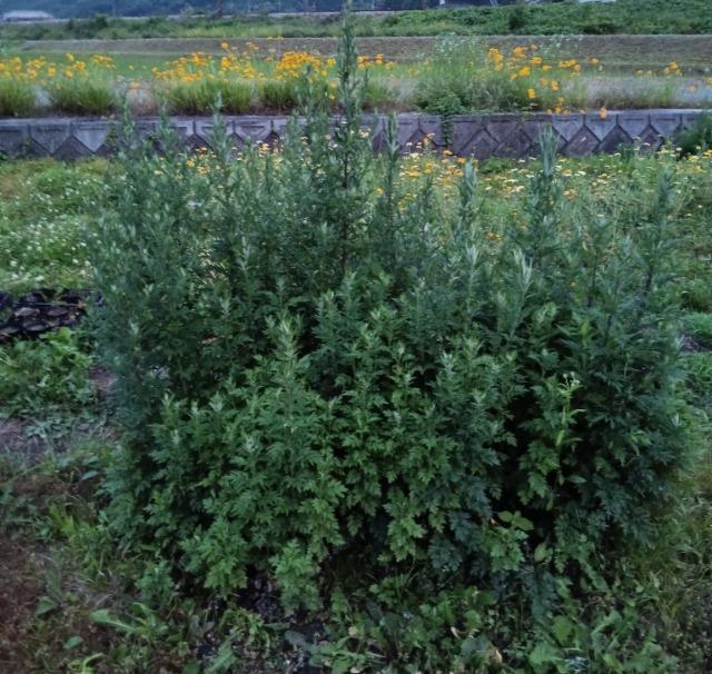 �V�R�����������A���T�C�Y�R�p�b�N�{���S���S�����z���ł��_(^o^)�^ �� �y�b�g/��|/���|�� 