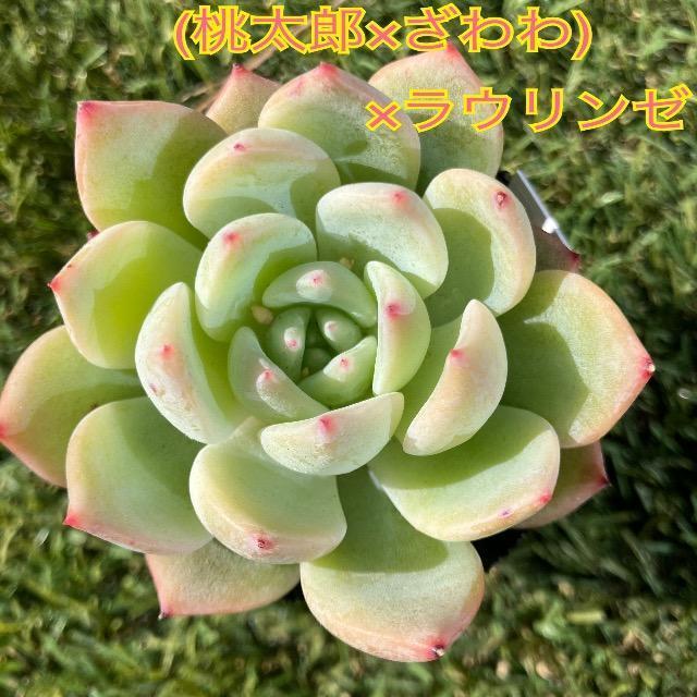 (桃太郎×ざわわ)×ラウリンゼ 抜き苗 多肉 多肉植物 抜き苗 < ペット/手芸/園芸 (桃太郎×ざわわ)×ラウリンゼ 抜き苗 多肉 多肉植物 抜き苗 < ペット/手芸/園芸の
