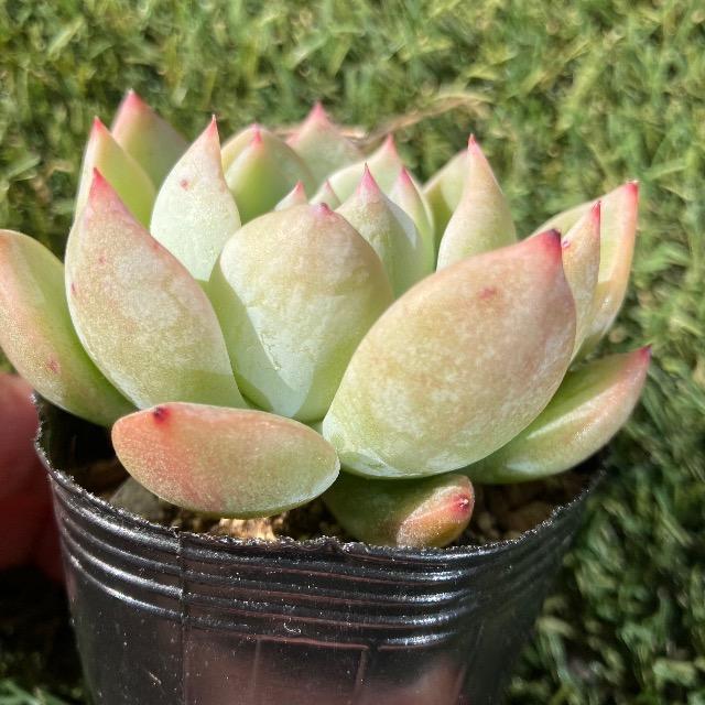 (桃太郎×ざわわ)×ラウリンゼ 抜き苗 多肉 多肉植物 抜き苗 < ペット/手芸/園芸 (桃太郎×ざわわ)×ラウリンゼ 抜き苗 多肉 多肉植物 抜き苗 < ペット/手芸/園芸の