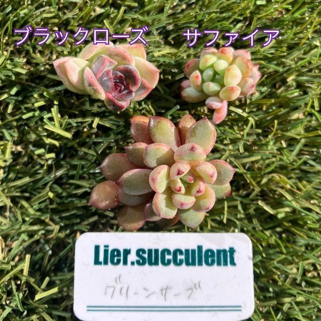 グリーンサーブ ブラックローズ サファイア 多肉 多肉植物 カット苗 ミニ苗 < ペット/手芸/園芸 グリーンサーブ ブラックローズ サファイア 多肉 多肉植物 カット苗 ミニ苗 < ペット/手芸/園芸の