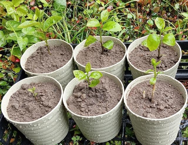 �����A�Ê`�̖؂̎�Q���{���S���S�����z���ł��_(^o^)�^ �� �y�b�g/��|/���|�� 