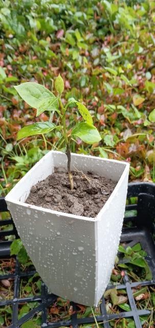 �����A�Ê`�̖؂̎�Q���{���S���S�����z���ł��_(^o^)�^ �� �y�b�g/��|/���|�� 