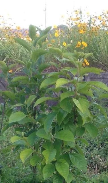 �����A�Ê`�̖؂̎�Q���{���S���S�����z���ł��_(^o^)�^ �� �y�b�g/��|/���|�� 